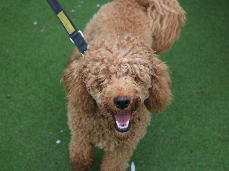 Pet Image